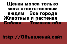 Щенки мопса только мега-ответственным людям - Все города Животные и растения » Собаки   . Томская обл.